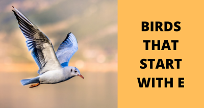 BIRDS THAT START WITH E