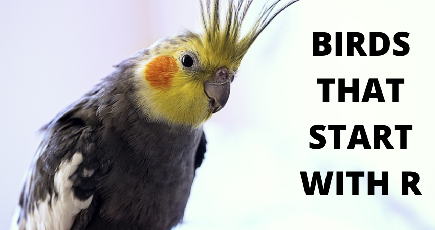 BIRDS THAT START WITH T