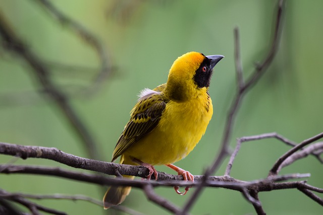 Yellow BIRDS THAT START WITH O
