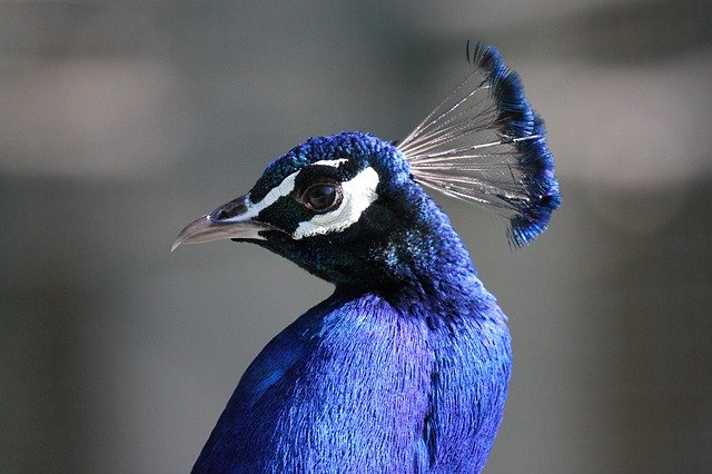 blue BIRDS THAT START WITH Q