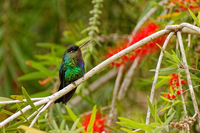 humming-bird